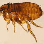 dundee flea control