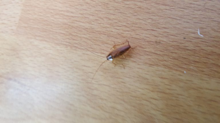 Cockroaches Dundee, German cockroach (Blattella germanica)