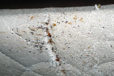 bedbug pest control