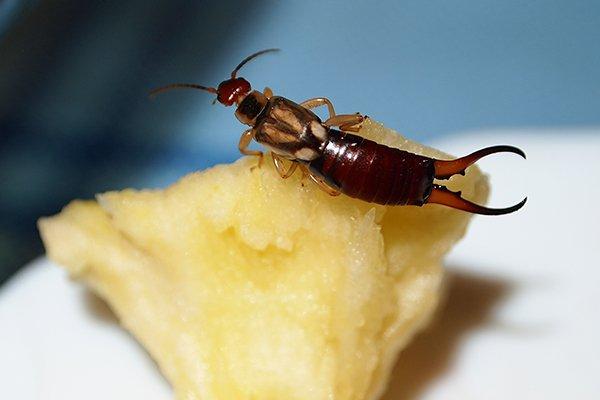 dundee earwig control