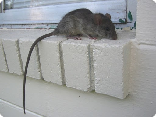 mice control angus