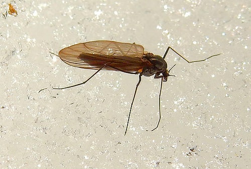 scotland midge control