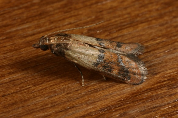 dundee moth control