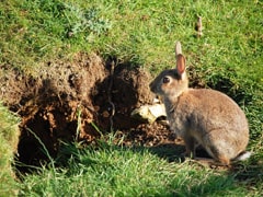 rabbit control dundee