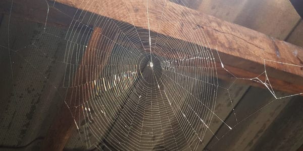 spider control dundee