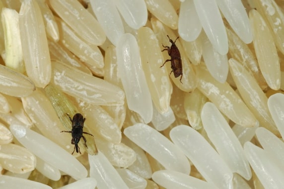 stored product beetle control