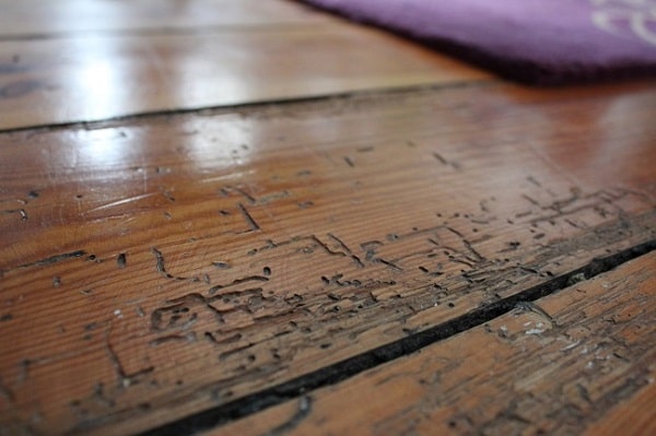 woodworm control dundee