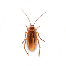 cockroach pest control fife dundee perth angus