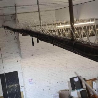 pigeon proofing bird control dundee